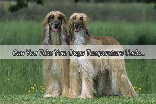 Can You Take Your Dogs Temperature Under Its Armpit A Surprising Guide